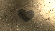 よくしてあげること
